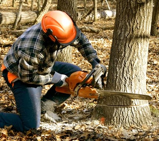 Tree Removal in Whiterocks, UT